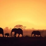 Travel to Africa | Yikigai